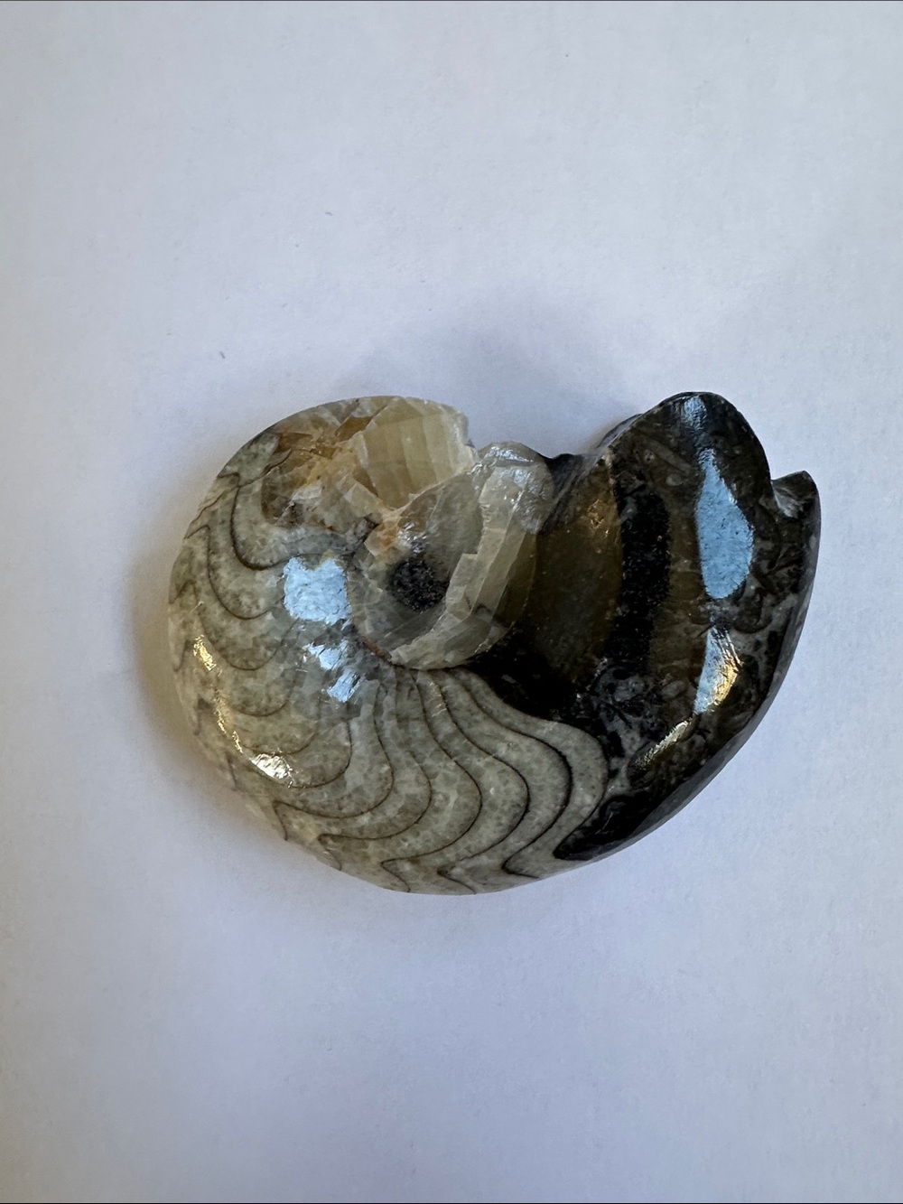 Polished Ammonite Fossil